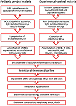 Frontiers | Fatal cerebral malaria: a venous efflux problem | Cellular ...