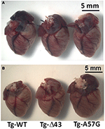 Frontiers | Remodeling of the heart in hypertrophy in animal models ...