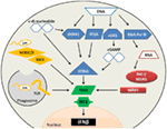 Frontiers | Type I Interferons In Bacterial Infections: Taming Of ...