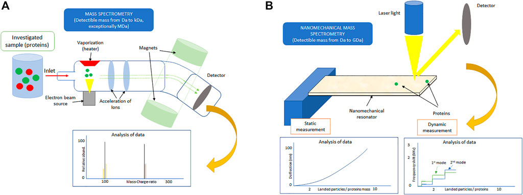 Frontiers | Protein Adsorption By Nanomechanical Mass Spectrometry ...