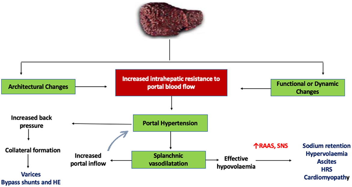 Frontiers | Pathophysiology and management of liver cirrhosis: from ...