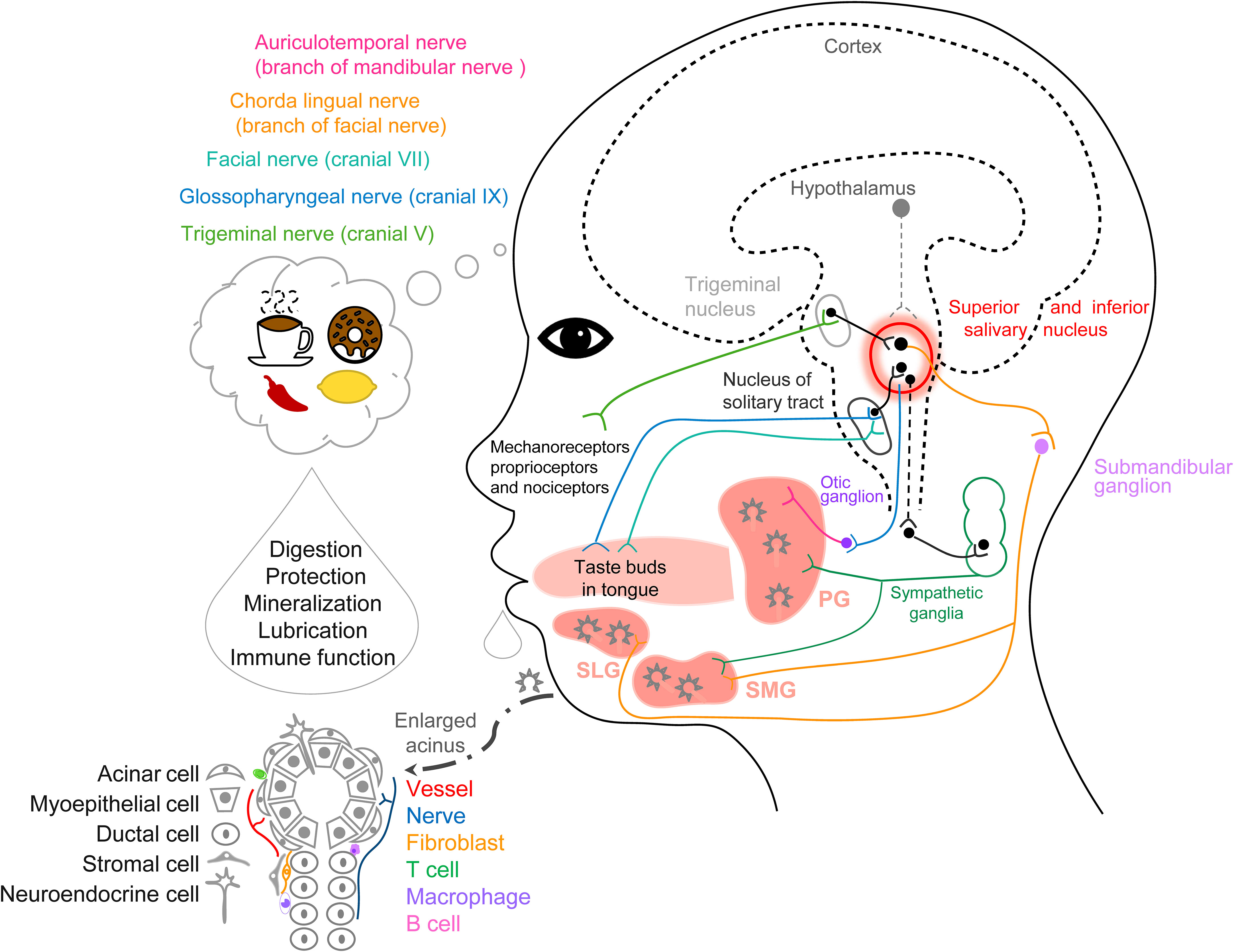 Frontiers  Progress in salivary glands: Endocrine glands with immune  functions