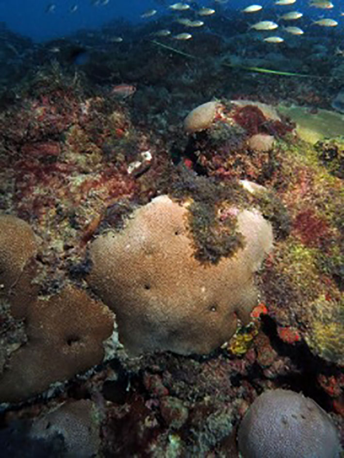 The major Brazilian coral and hydrocoral species described in the