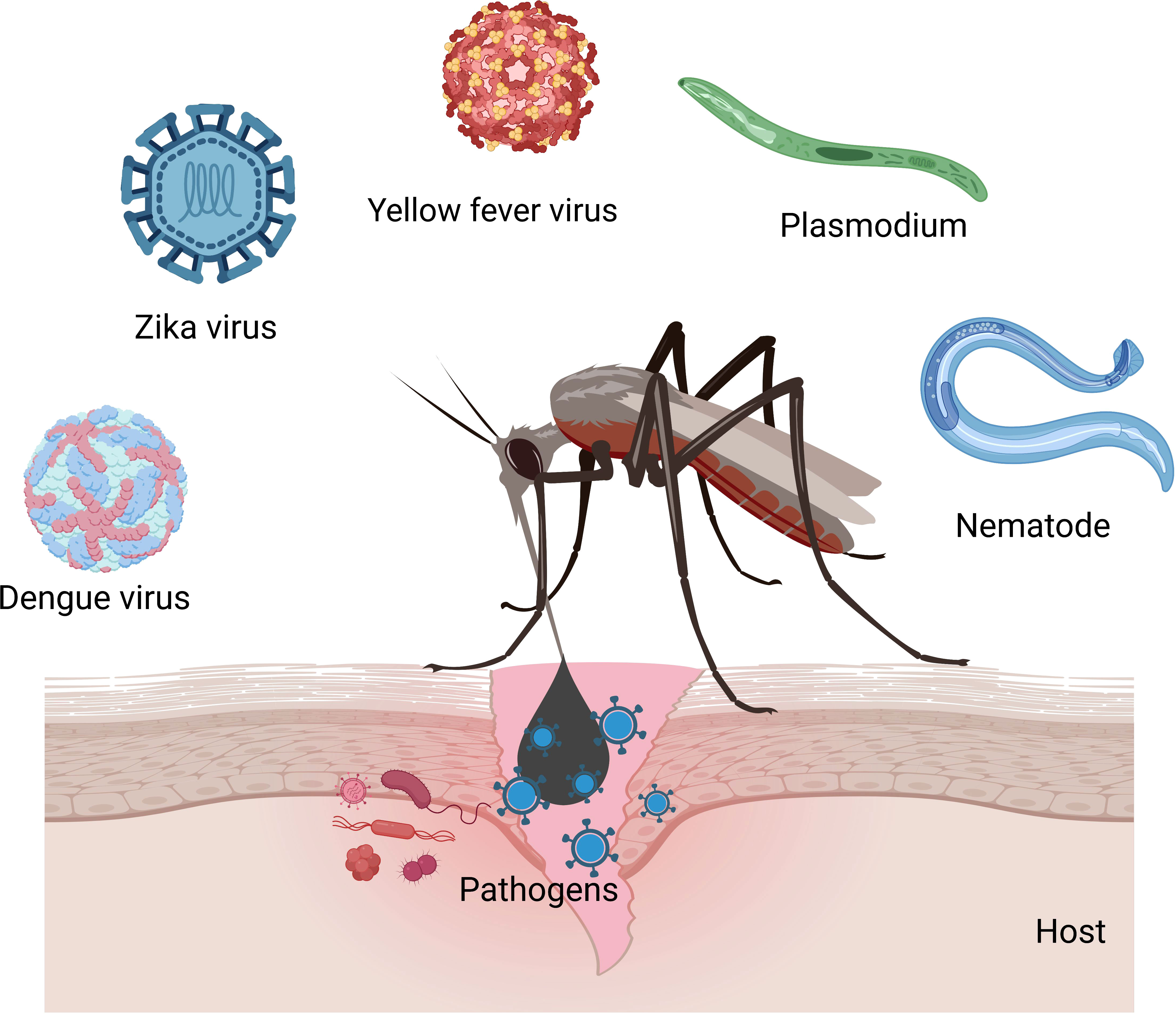 Frontiers Host Pathogen Interaction In Arthropod Vectors Lessons From Viral Infections 