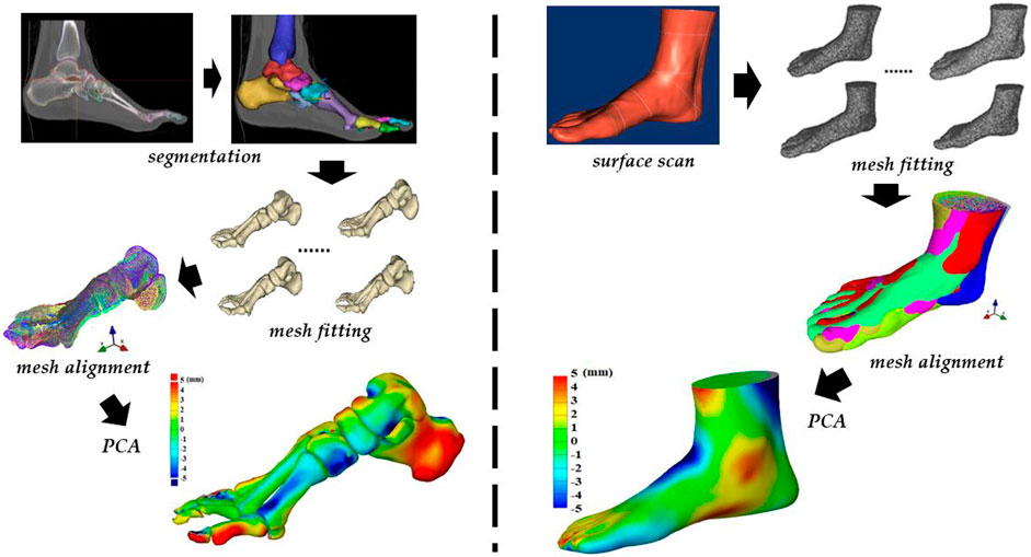 Foot Anatomy 101  Natural Footgear