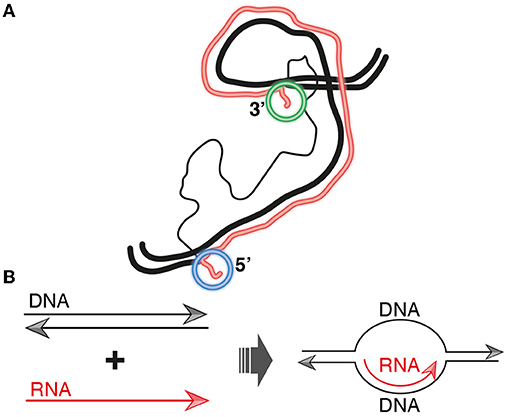 RNA Splicing—Cutting And Pasting Genes · Frontiers For Young Minds