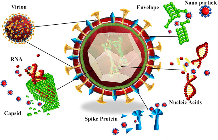 Frontiers  Nano-antivirals: A comprehensive review
