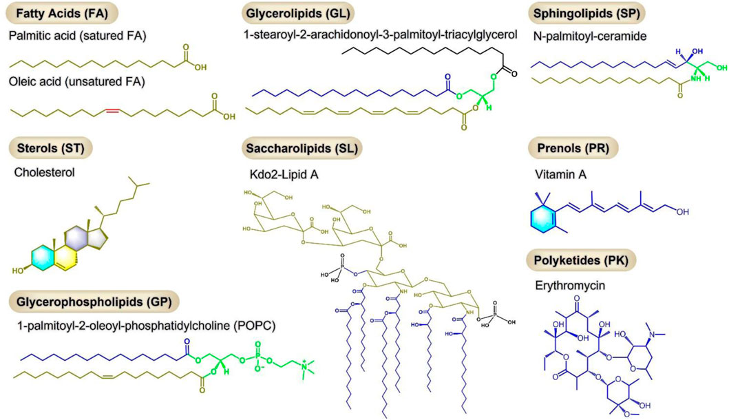 Frontiers  Progress of potential drugs targeted in lipid metabolism  research