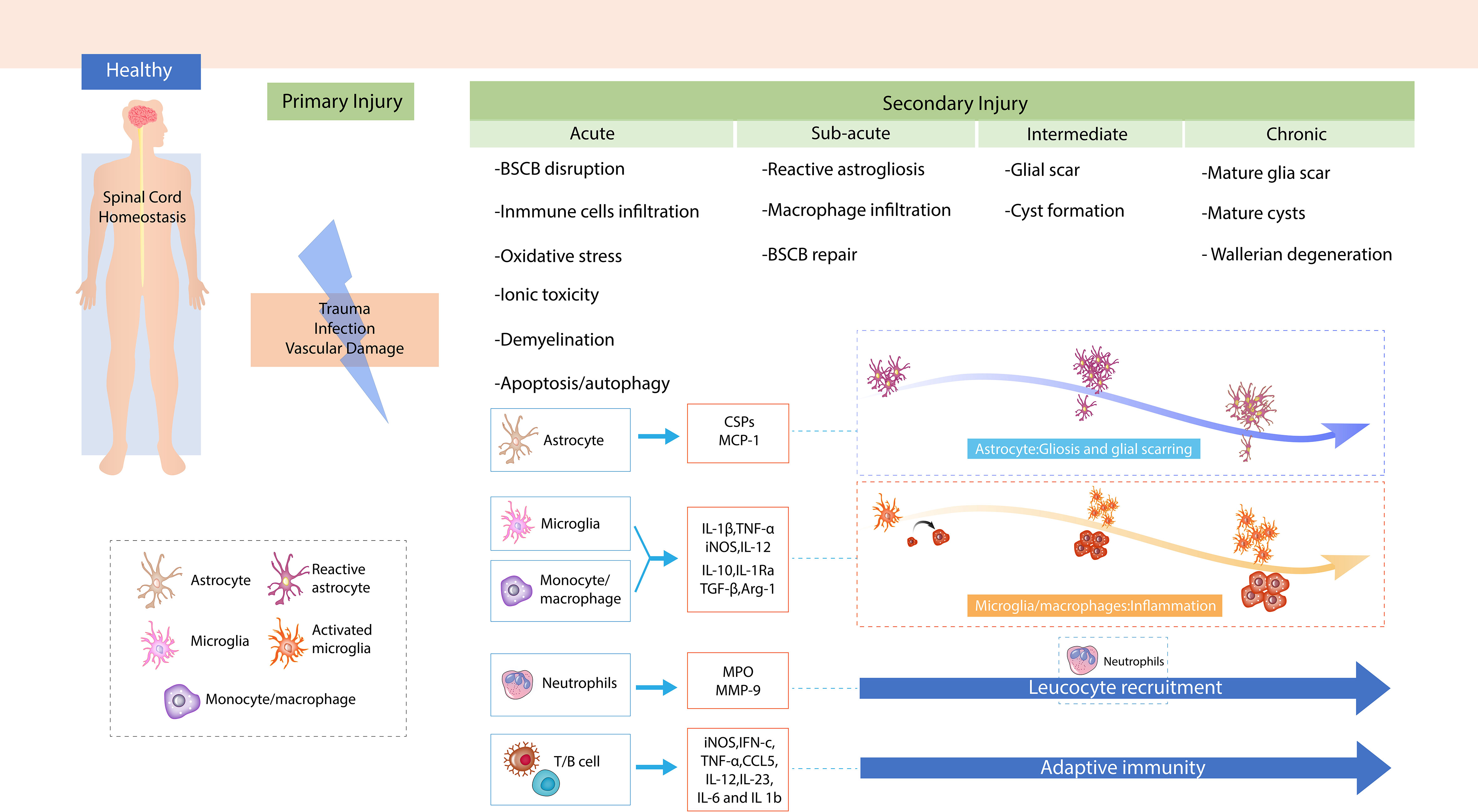 Frontiers | The role of immune cells and associated immunological 
