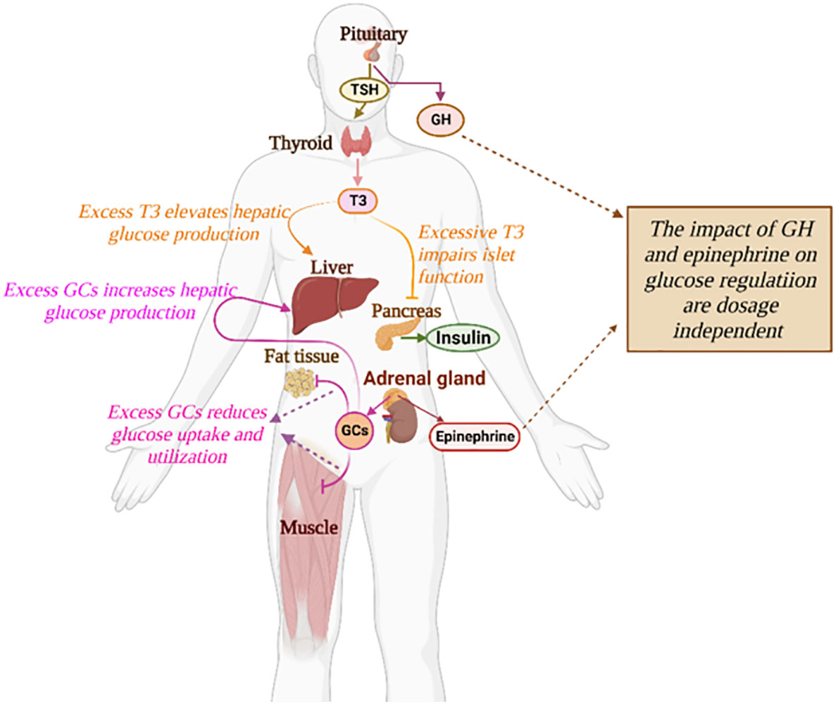 Frontiers The Progression Of Secondary Diabetes A Review Of Modeling 