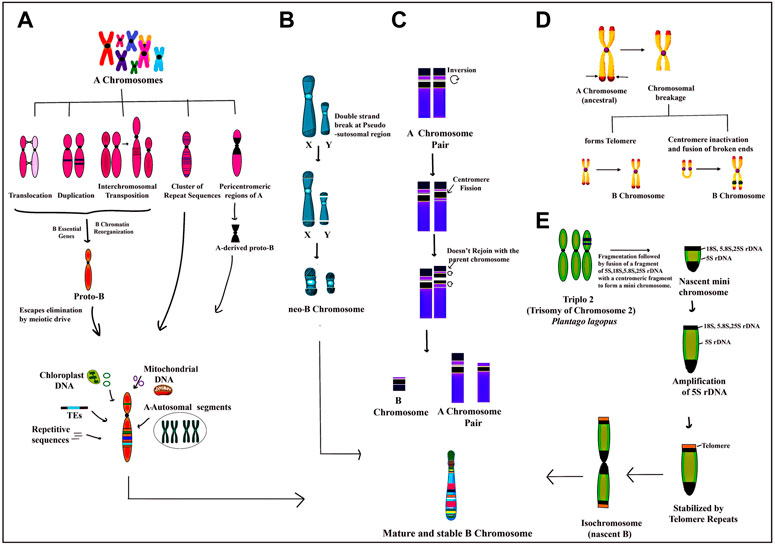 Frontiers | Comprehending the dynamism of B chromosomes in their 