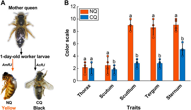 Honeybee or Queen: A Study of the Epigenetic Differentiation of Bees