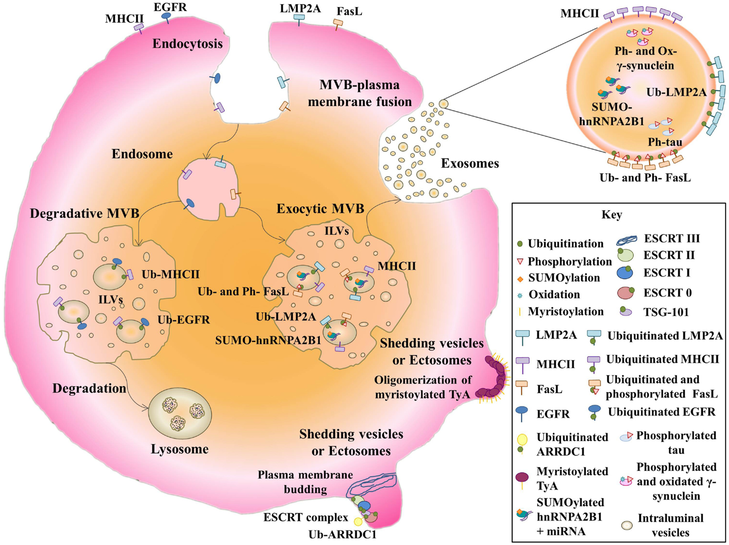 Frontiers Post Translational Modifications Of Exosomal Proteins 