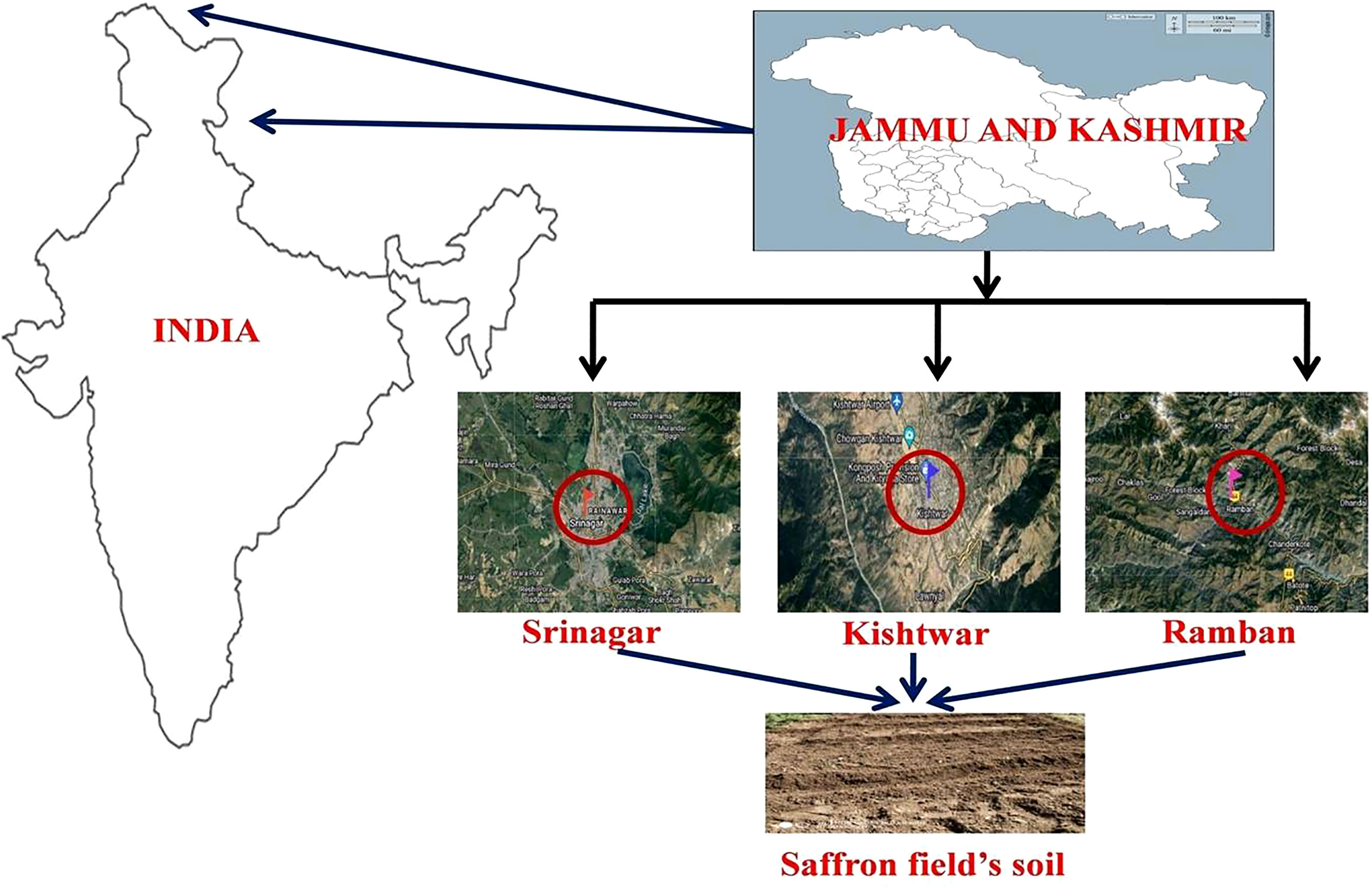 Frontiers | Injury and not the pathogen is the primary cause of corm rot in  Crocus sativus (saffron)