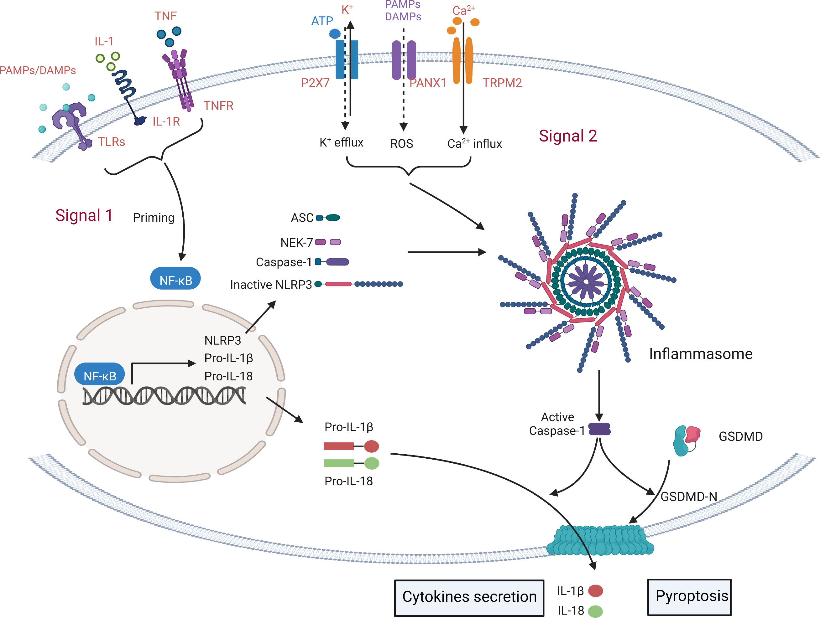 Frontiers Nlrp3 Inflammasome Induced Pyroptosis In Digestive System Tumors 6691