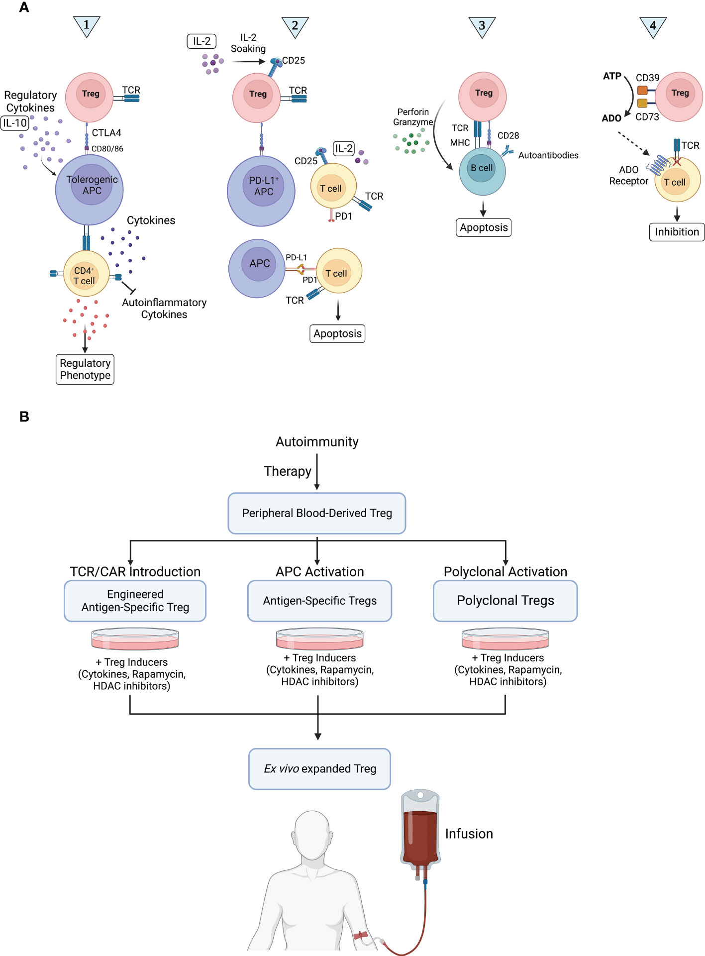 Frontiers | The emerging role of regulatory cell-based therapy in  autoimmune disease