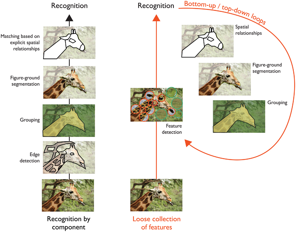 Frontiers What Are The Visual Features Underlying Rapid Object 