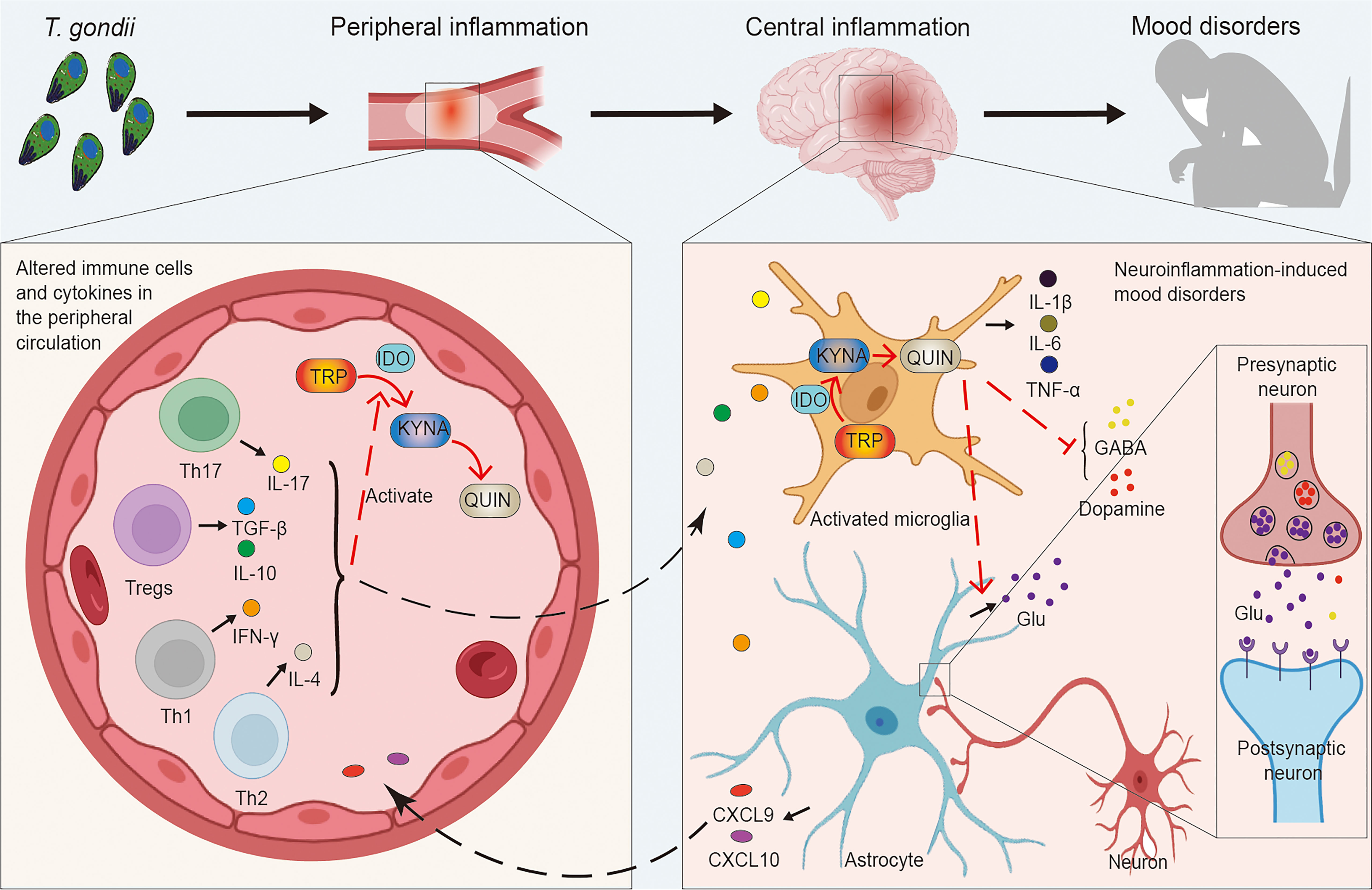 Frontiers From The Immune System To Mood Disorders Especially Induced 