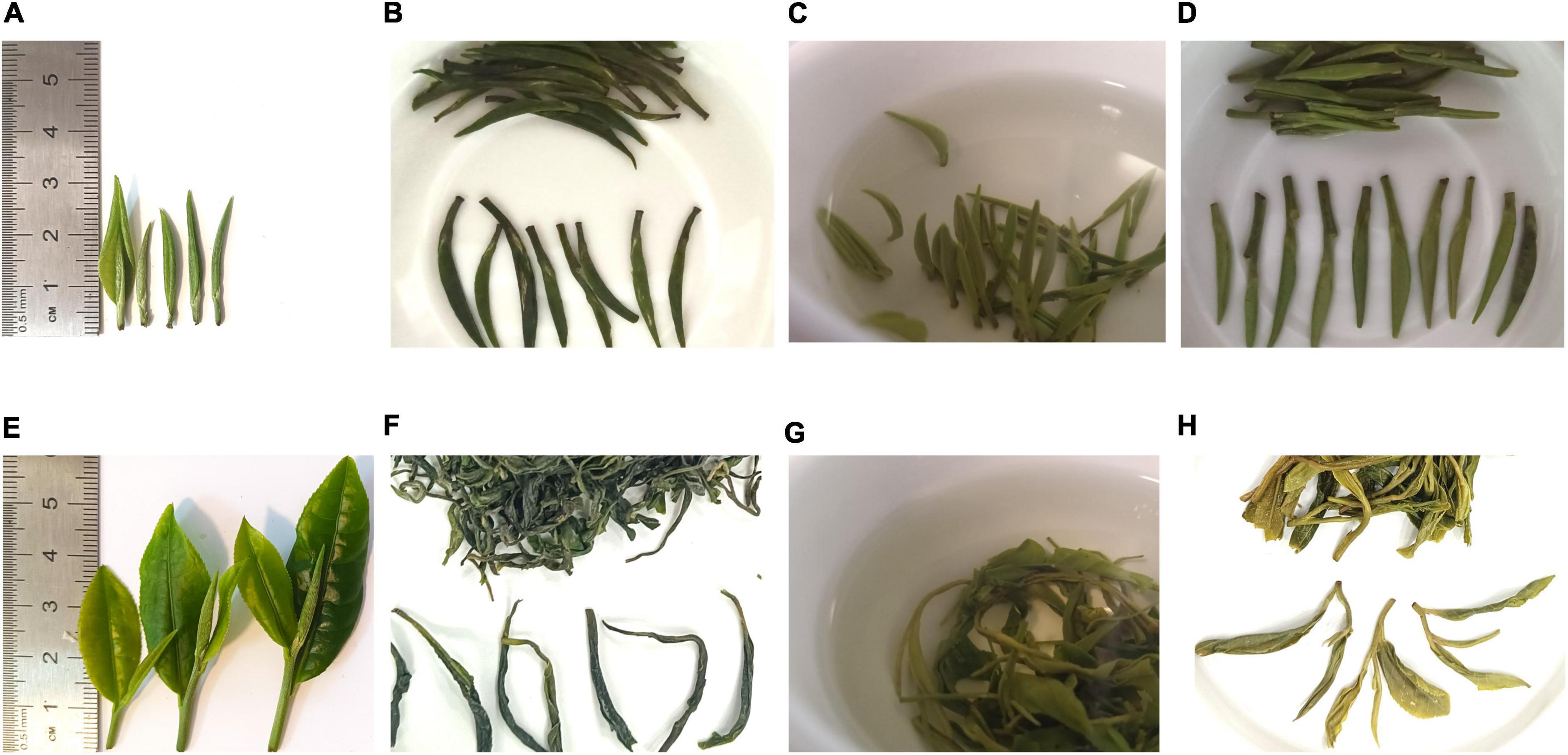 Screening Method for 30 Pesticides in Green Tea  - Thermo Fisher