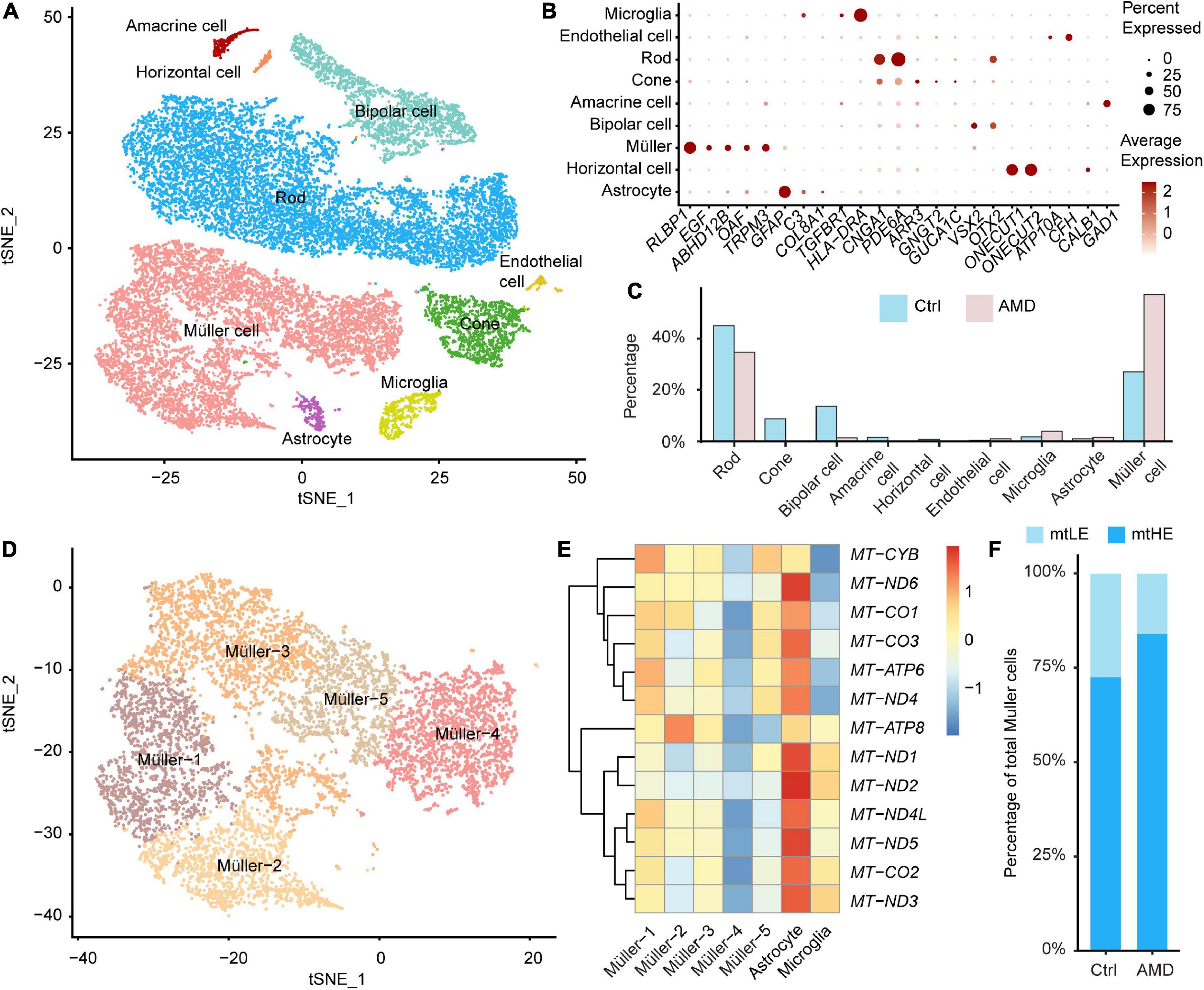 Frontiers  Single-cell transcriptome reveals diversity of Müller cells  with different metabolic-mitochondrial signatures in normal and degenerated  macula