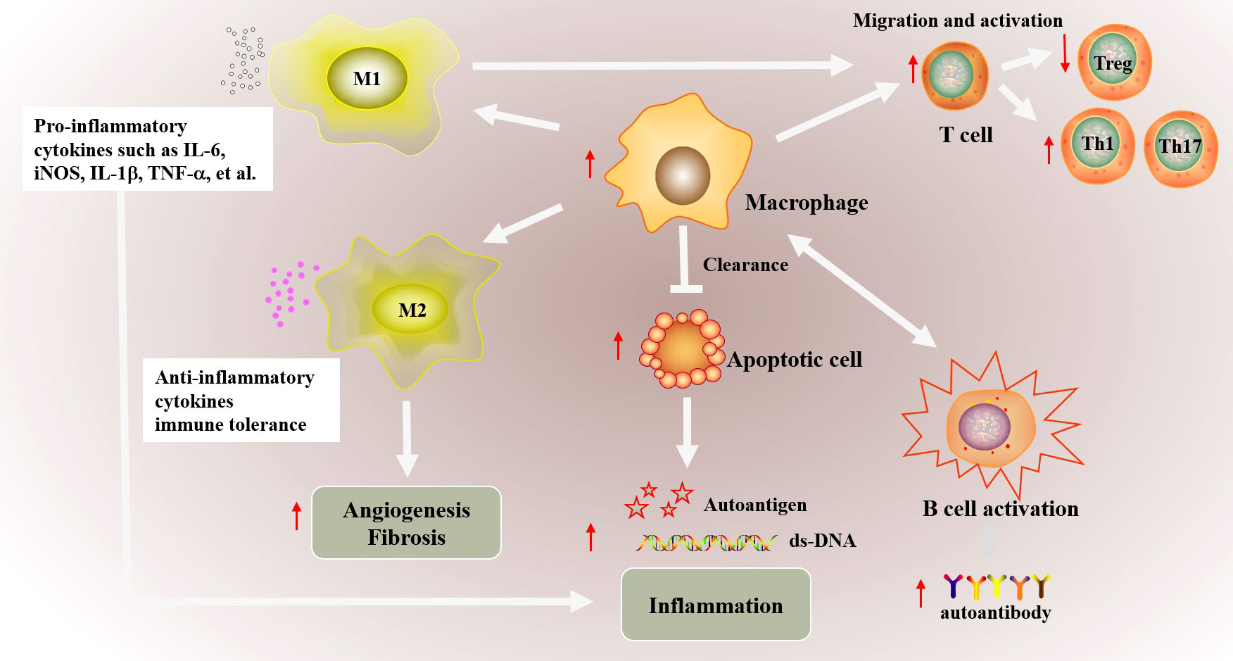 Frontiers Macrophage Key Player In The Pathogenesis Of Autoimmune Diseases