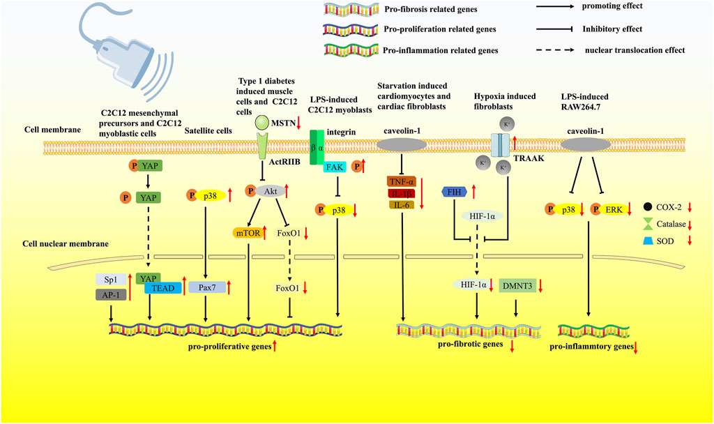 Frontiers | The Therapeutic Effects Of Low-intensity Pulsed Ultrasound ...