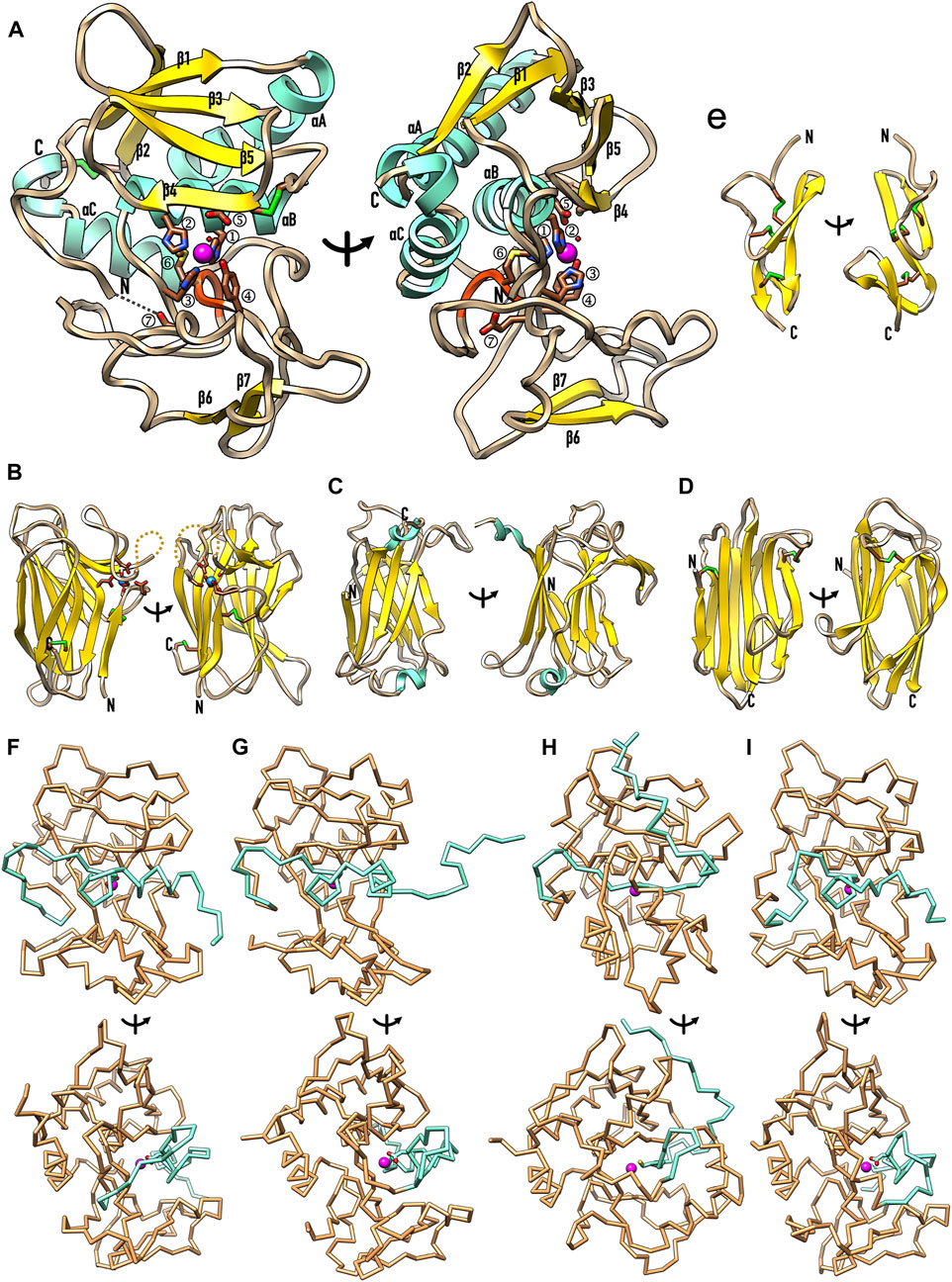 Cryo-EM structures show the mechanistic basis of pan-peptidase inhibition  by human α2-macroglobulin