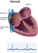 Frontiers | A healthy heart is not a metronome: an integrative review ...