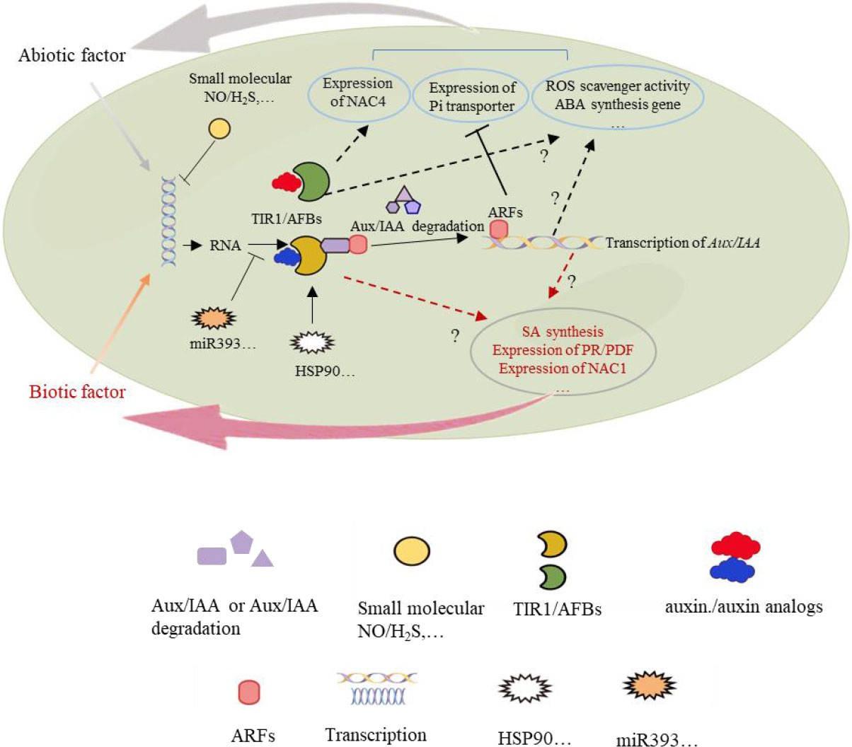 Frontiers | TIR1/AFB proteins: Active players in abiotic and 