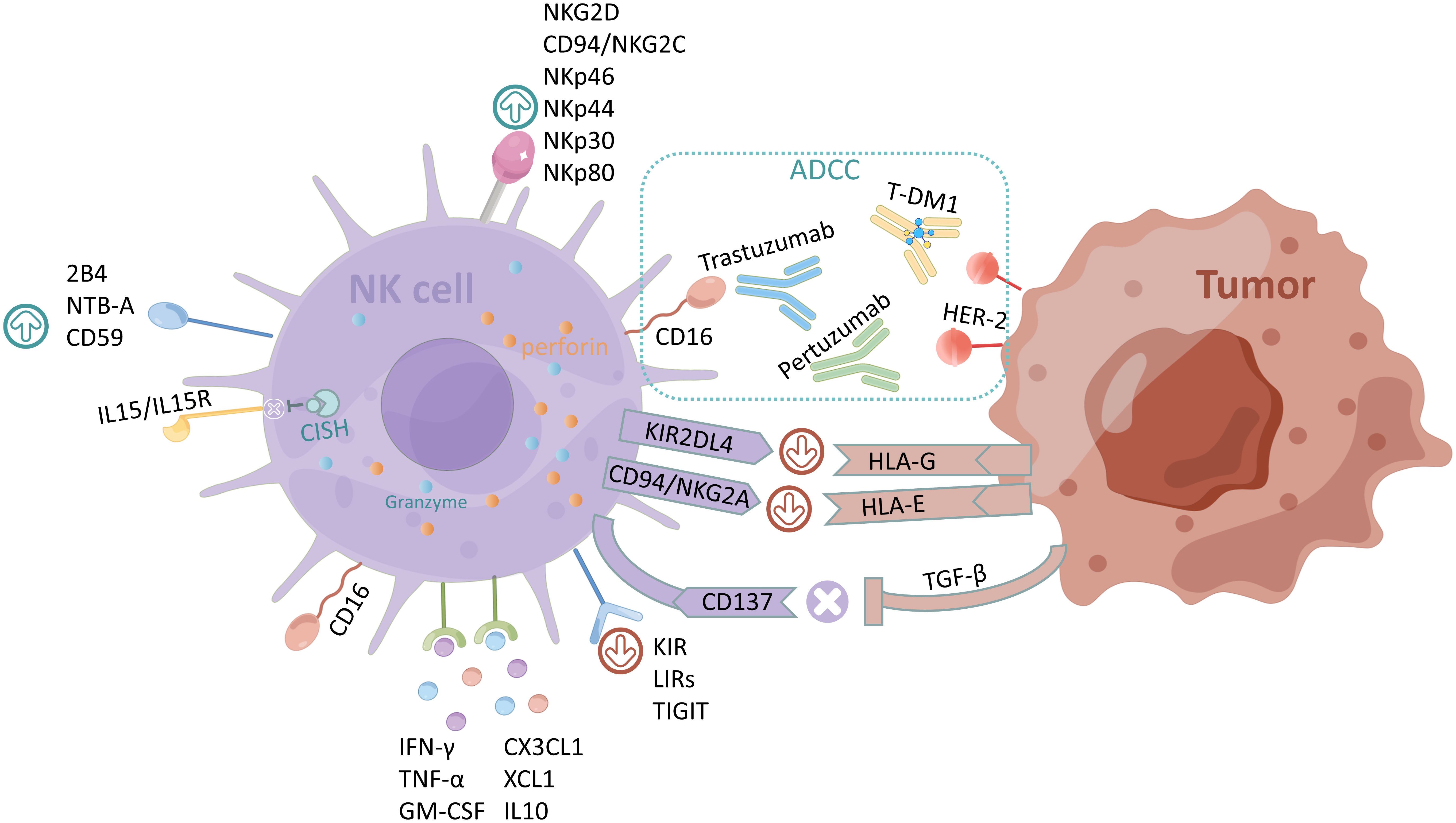 Frontiers Focusing On Nk Cells And Adcc A Promising Immunotherapy Approach In Targeted