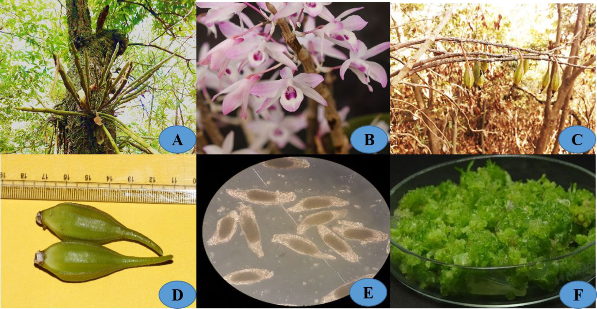 Frontiers  Micropropagation and assessment of genetic stability