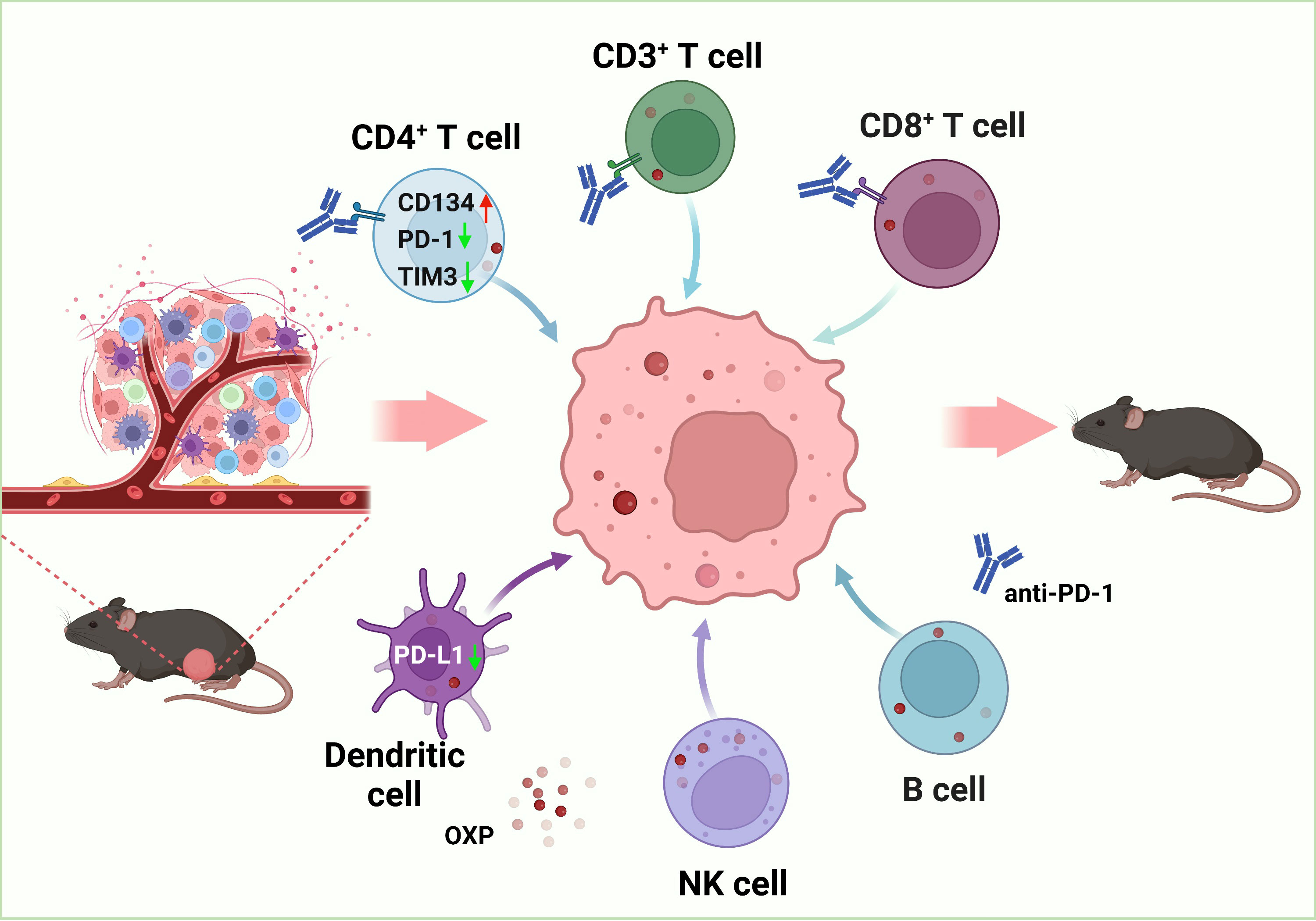 Frontiers The Combination Of Oxaliplatin And Anti Pd 1 Inhibitor Promotes Immune Cells 6030
