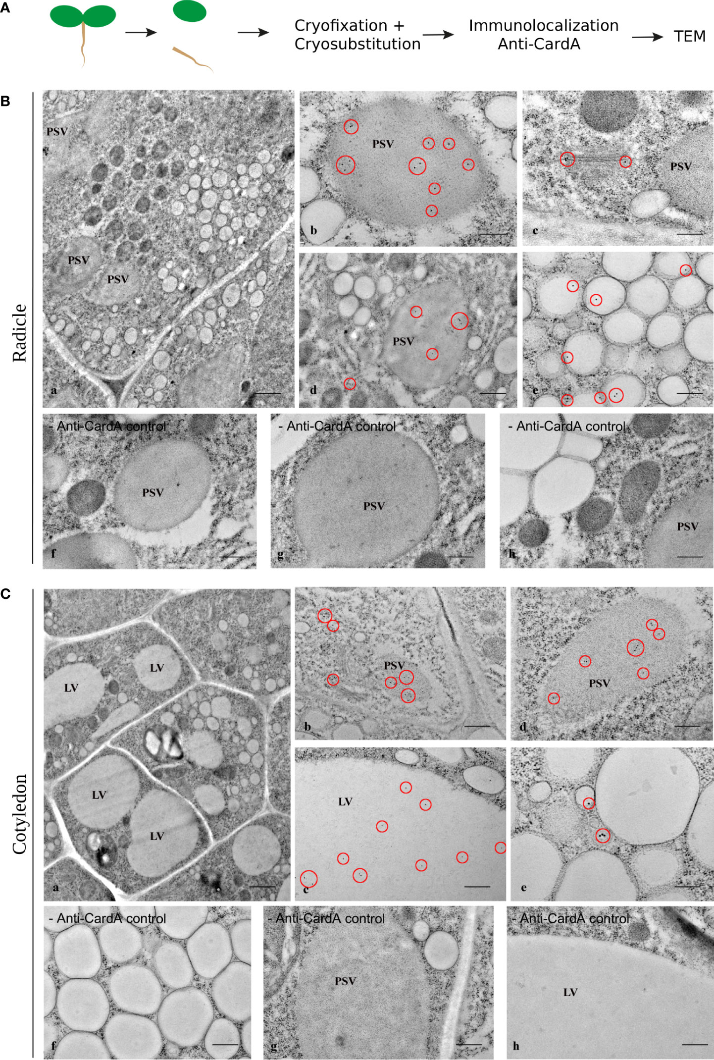 PSV form through remodeling of the LV in Arabidopsis leaf cells