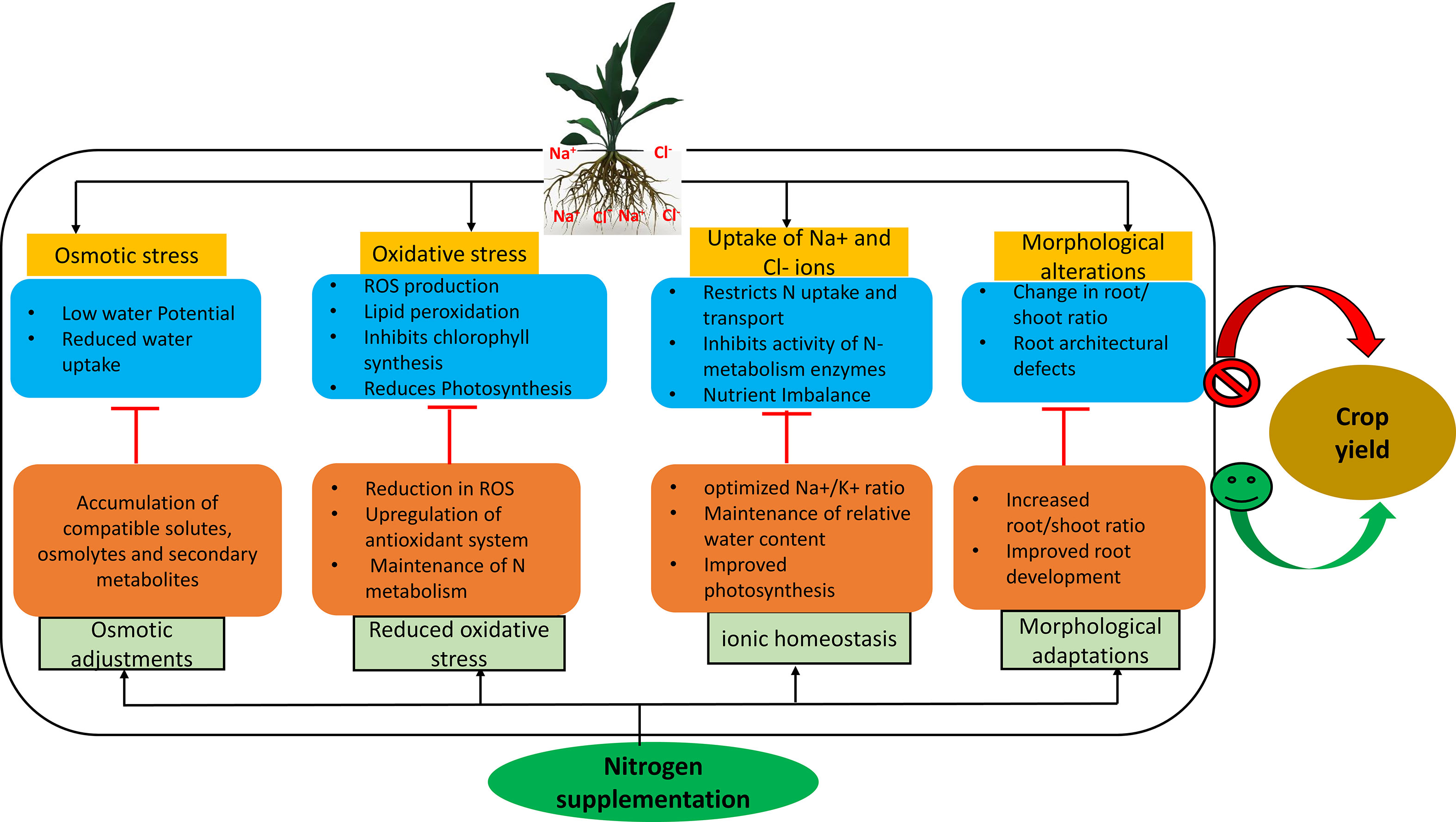 Frontiers  Sustaining nitrogen dynamics: A critical aspect for improving  salt tolerance in plants