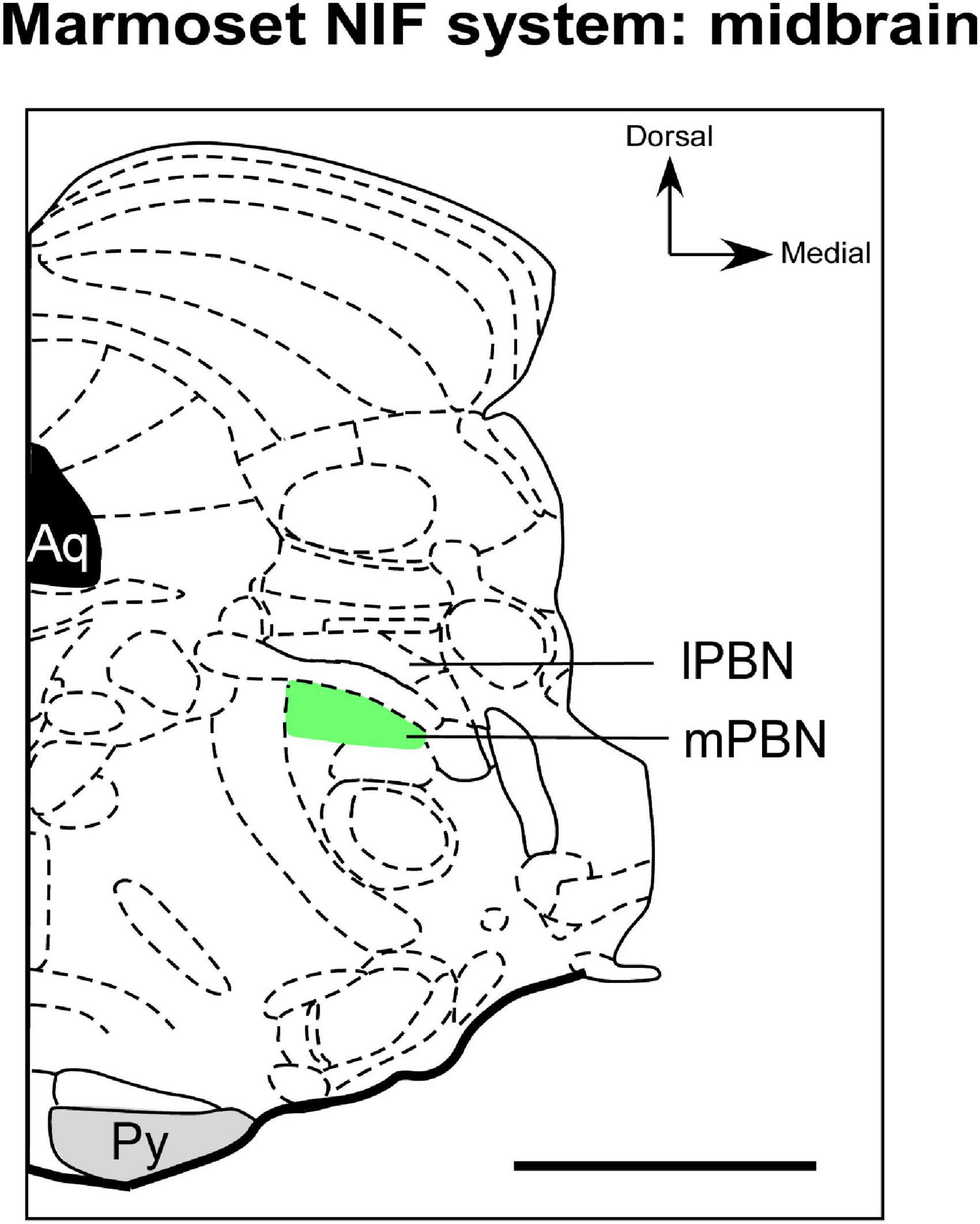 RB system projections to the posterior brain. DAB-CTB staining