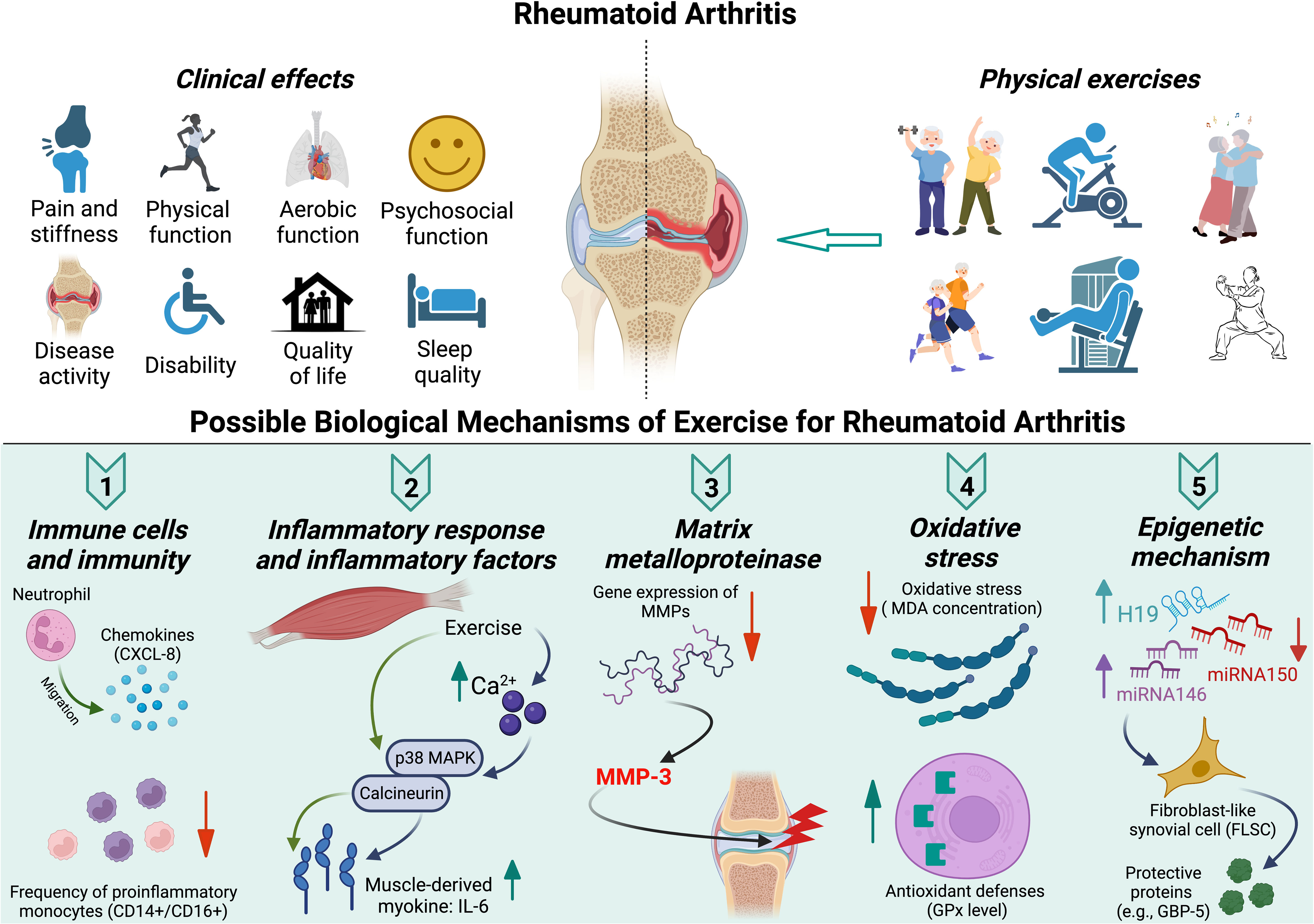 The Latest Research on Treating Rheumatoid Arthritis - Mechanism of action
