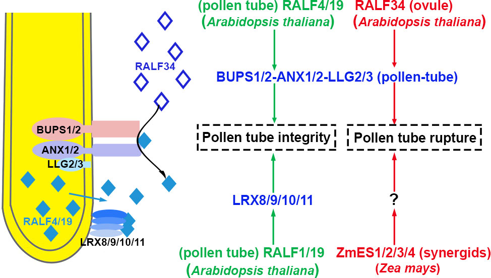 FER, ANJ, and HERK1 receptors interact with RALF6, 7, 16, 36, and 37