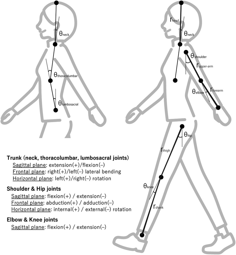 Frontiers  Biomechanical strategies to maximize gait attractiveness among  women