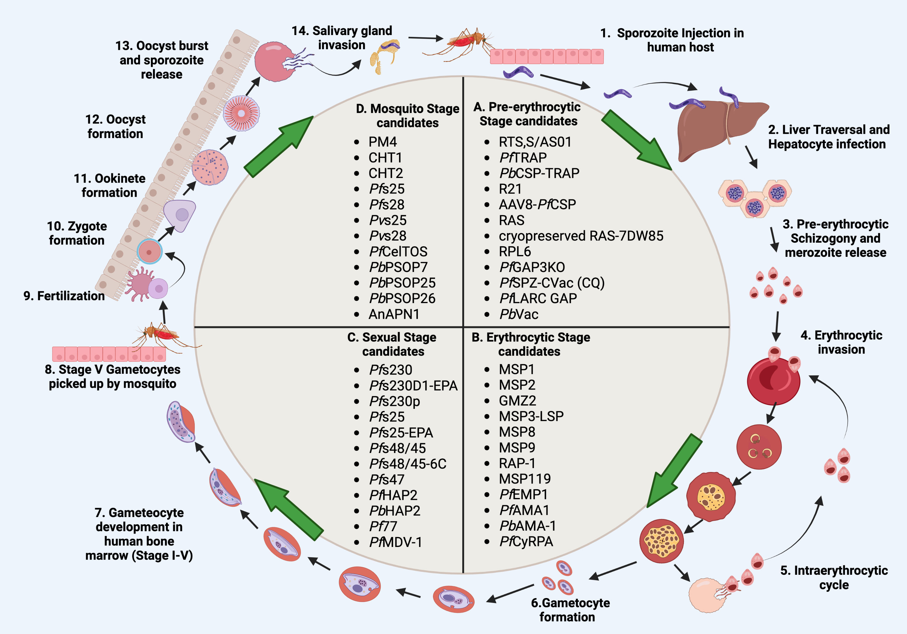 Various ways by which P. falciparum parasite evades the immune system via  secreted extracellular vesicles