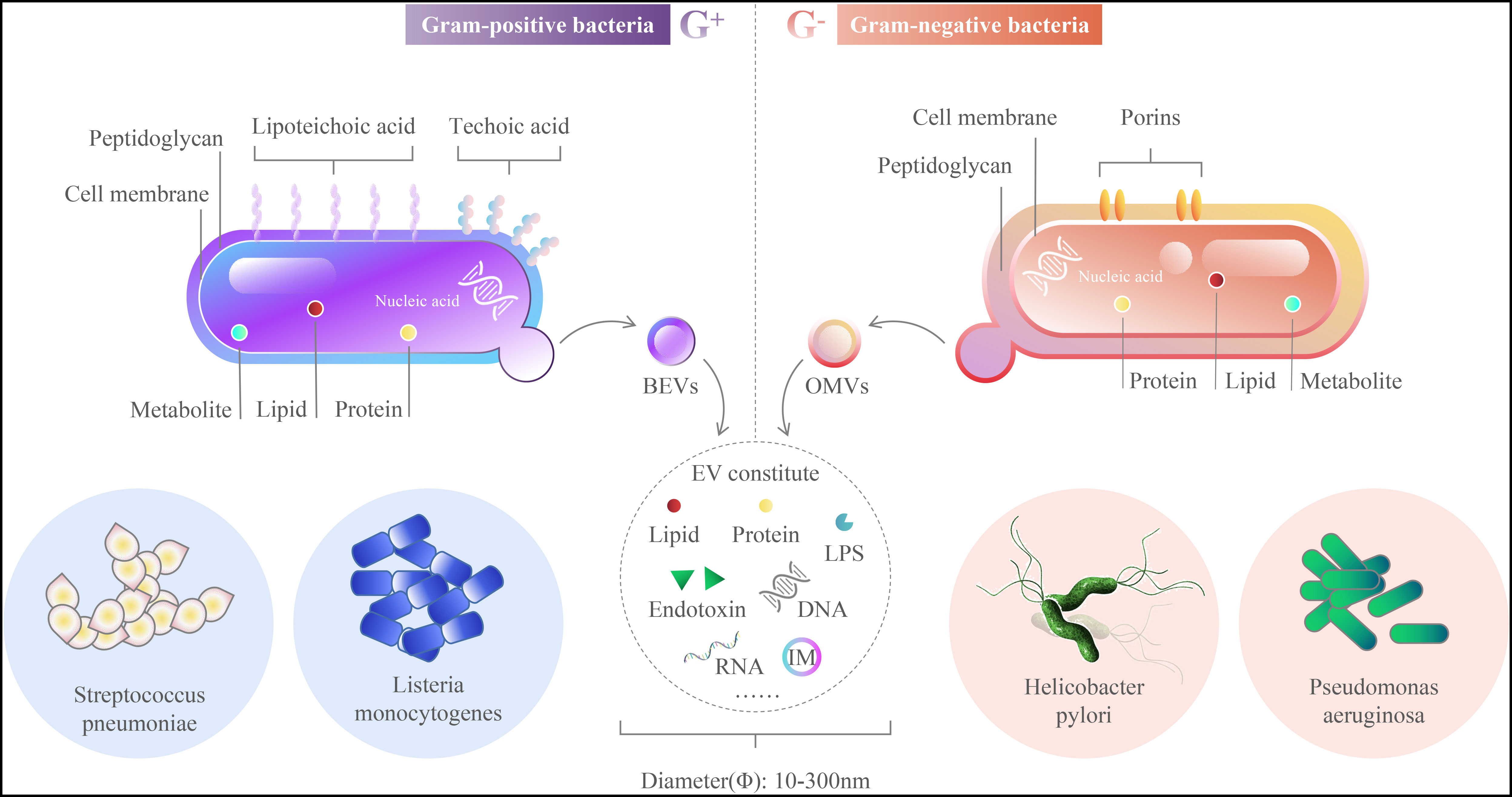 Frontiers | Outer membrane vesicles from bacteria: Role and potential ...