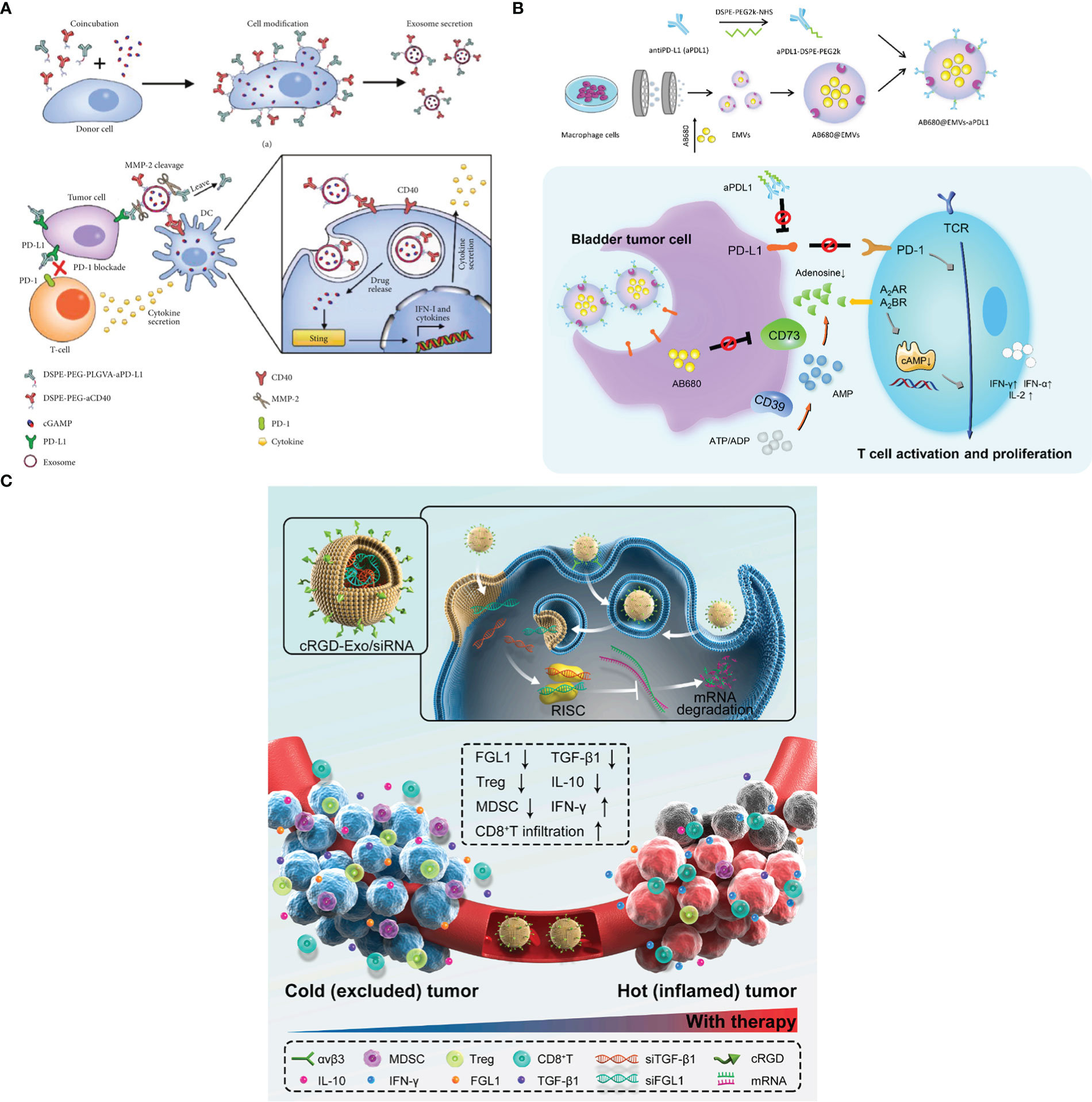 Frontiers Exosomes As Smart Drug Delivery Vehicles For Cancer Immunotherapy