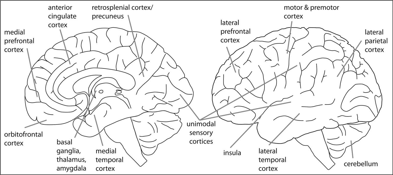eloquent areas of the brain