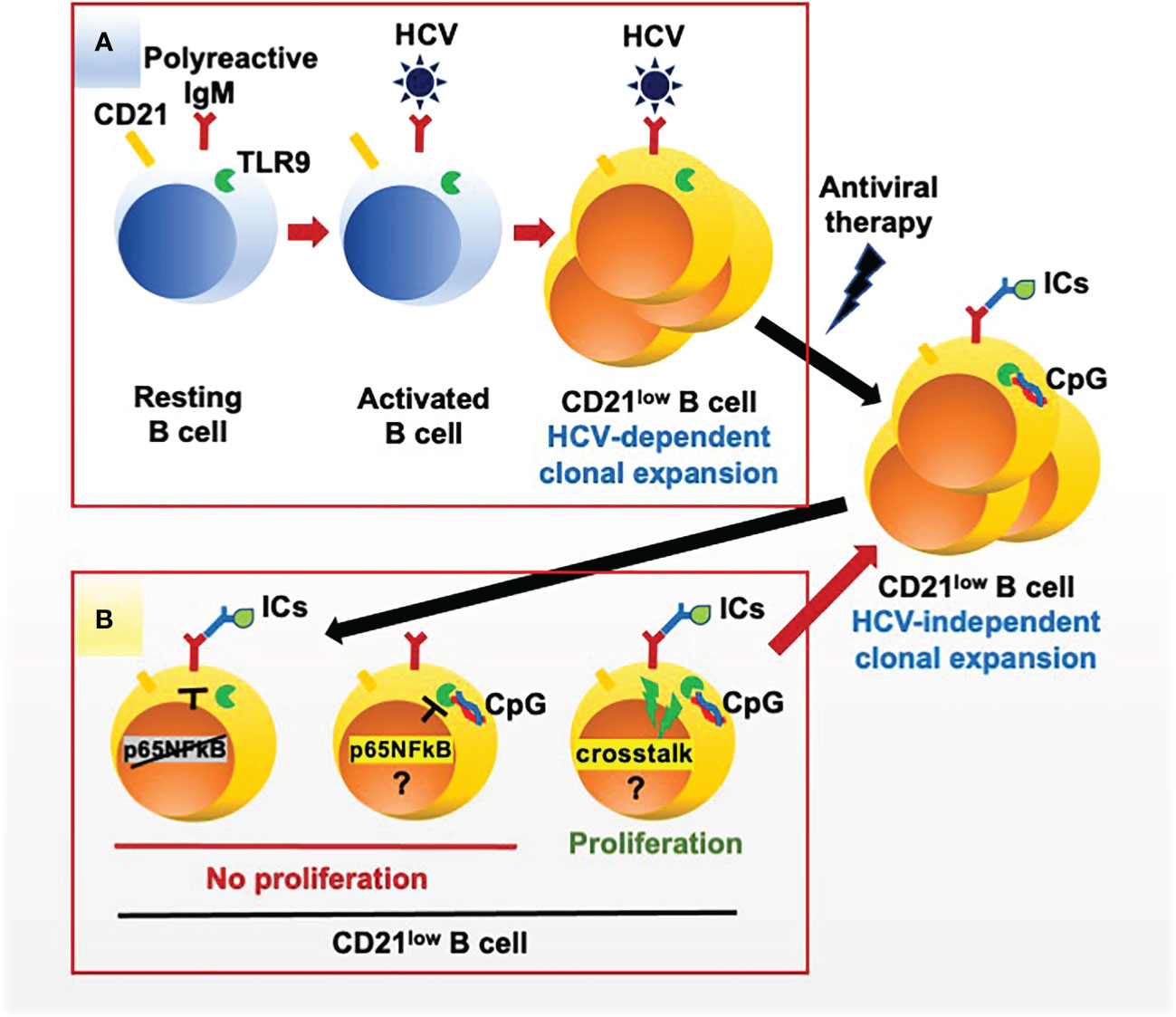 Frontiers | Dual Stimulation By Autoantigen And CpG Fosters The ...