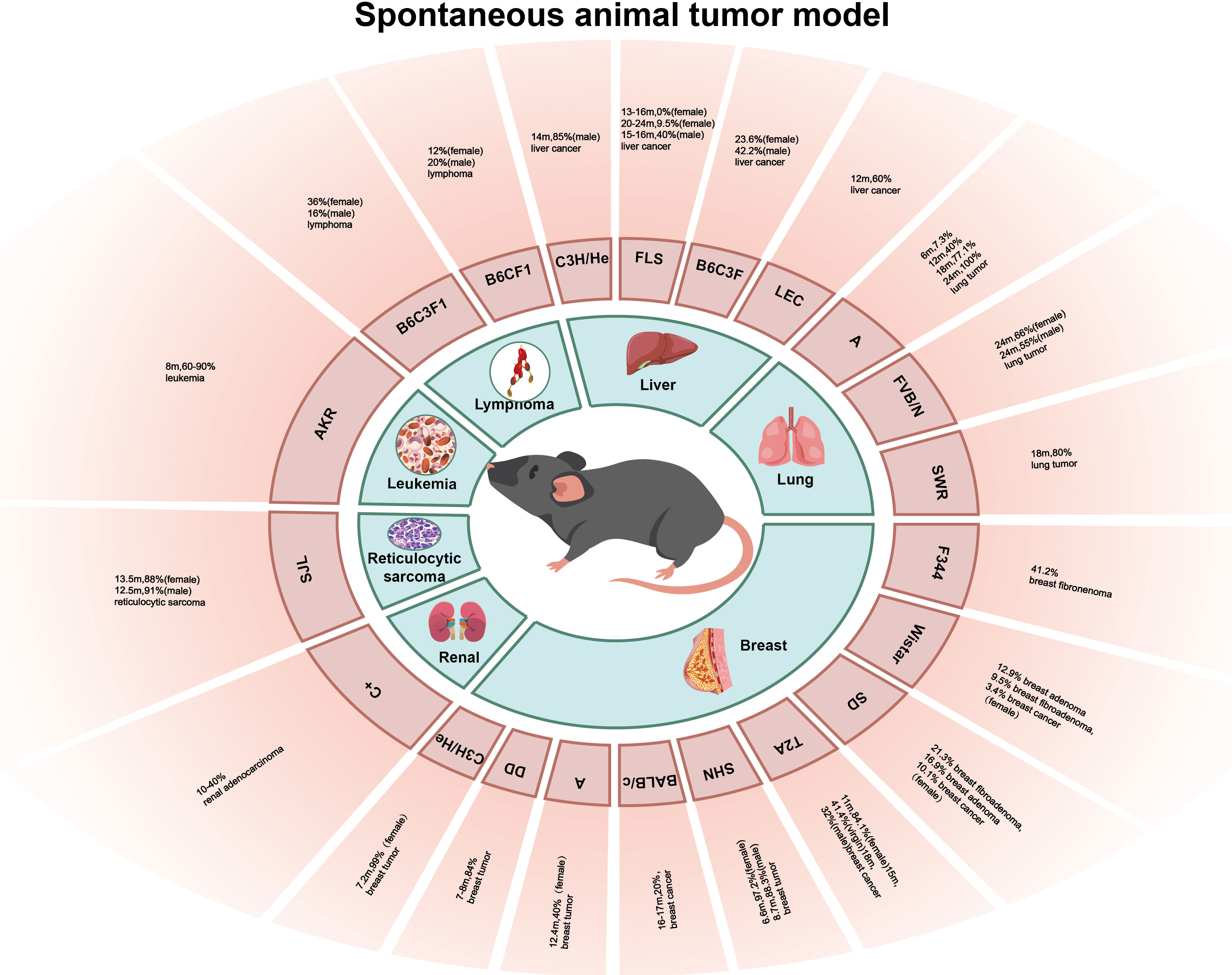 Frontiers  Experimental mouse models for translational human