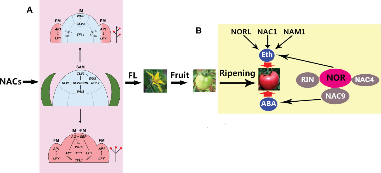 Frontiers The NAC transcription factors play core roles in flowering
