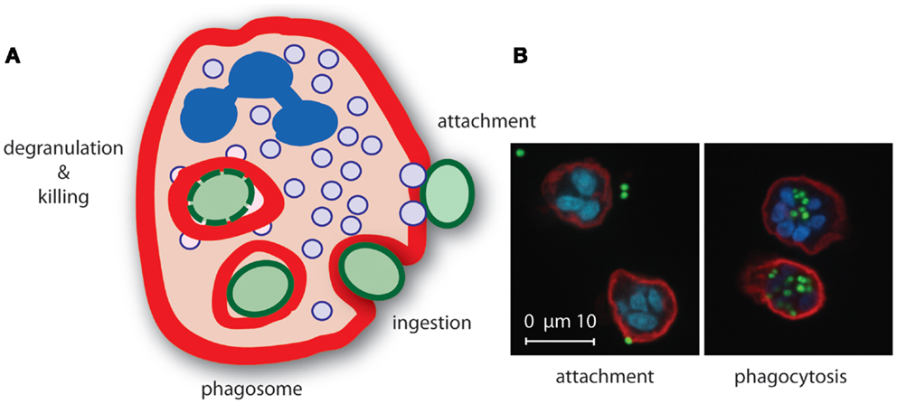 Staphylococcus aureus: Evasion of neutrophils - microbewiki