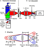 Frontiers | Temporal resolution in fluorescence imaging | Molecular ...