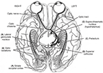 Frontiers | Educating the blind brain: a panorama of neural bases of ...