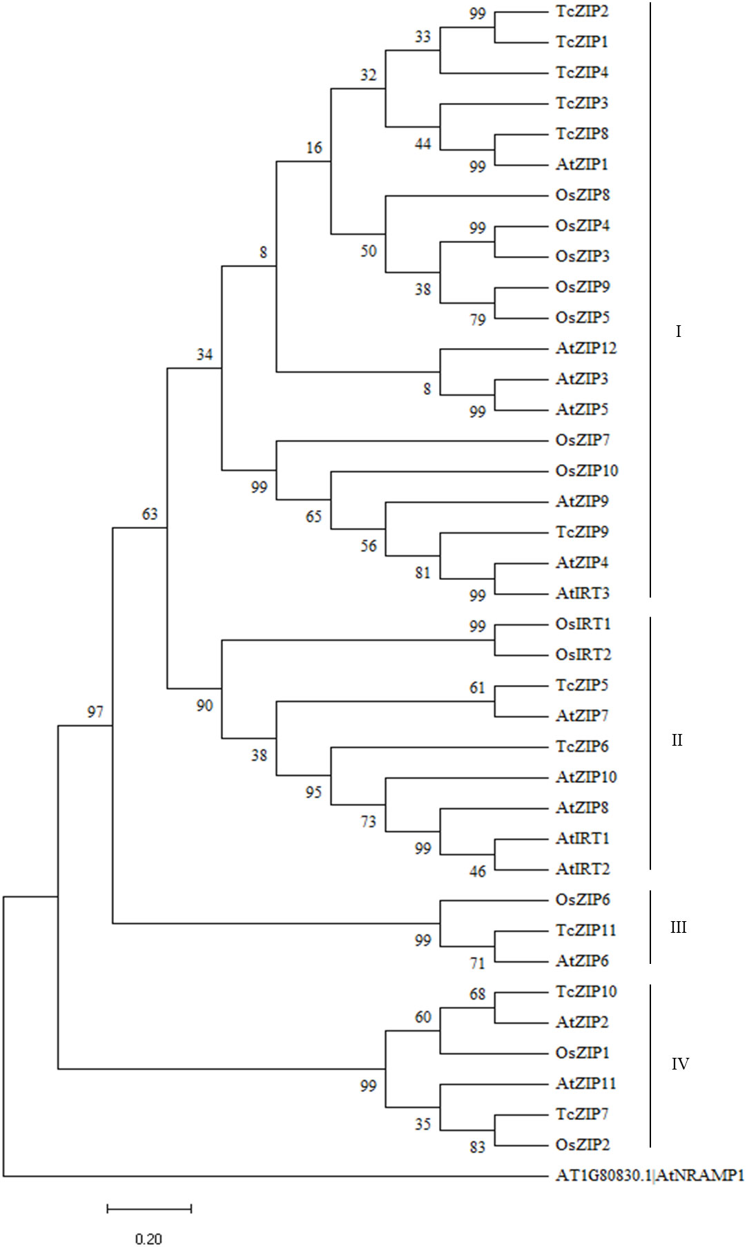 Frontiers | Zinc/iron-regulated transporter-like protein gene family in