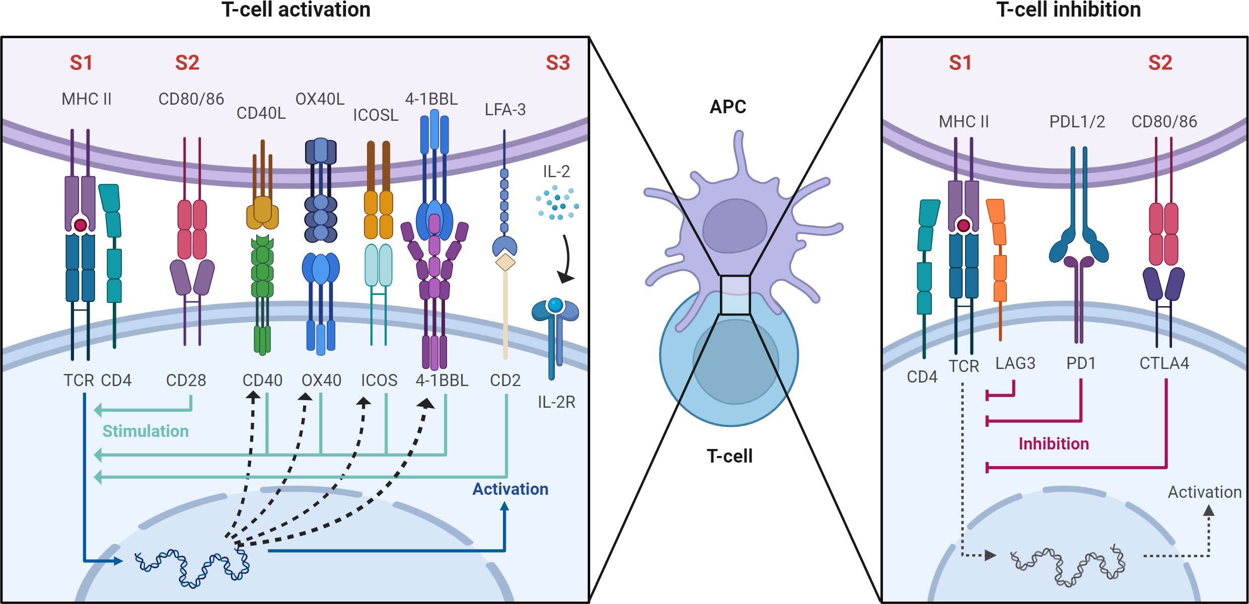 Analysis of the B cell receptor repertoire in six immune-mediated